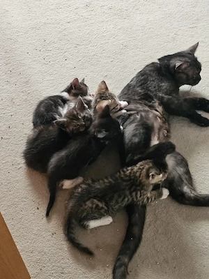 6 Kitten suchen Zuhause 