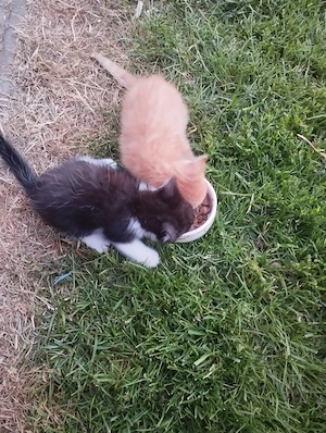 Verkaufe zwei süße Katzen 