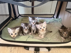 Reinrassige Maine Coon Kitten OP