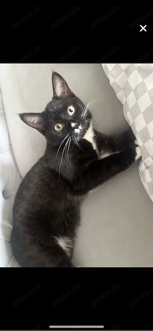 Süße BKH kitte