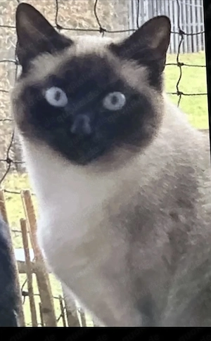 hübsches katzen mädchen 