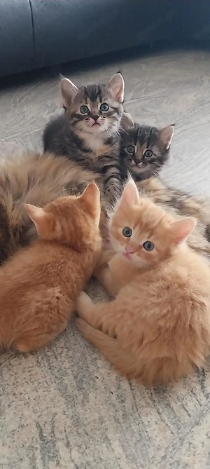 Süße Kitten suchen ein liebevolles Zuhause