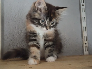 Maine-coon  Perser Mix