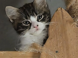 Maine-coon  Perser Mix