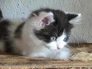 Maine-coon  Perser Mix