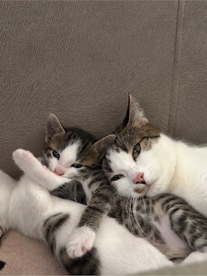 2 Kitten zu verkaufen