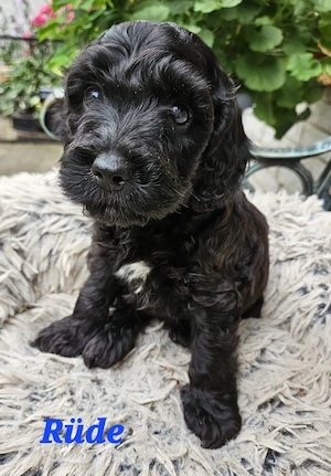 Cockerpoo Welpen 