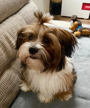 Wurfankündigung Shih Tzu Welpen Mitte August erwartet