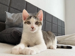 kleiner kater sucht sein freies körbchen