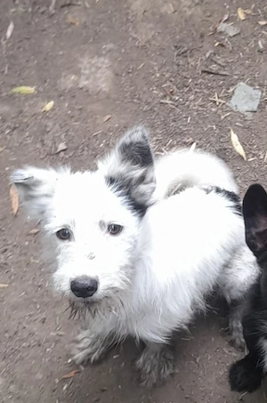 Idefix, 6 Monate, wird ca. 40 cm