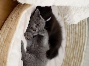 Reingrassiges Britisch Kurzhaar (BKH) Kitten Farbe Blue in liebevolle Hände abzugeben