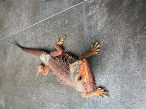 Bartagame zum verkaufen 