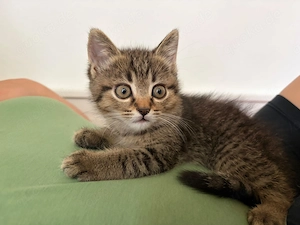 BKH Mix Kitty gestreift