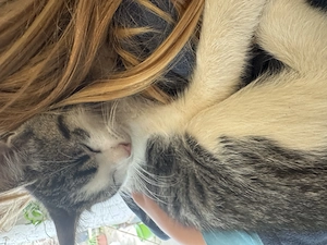 Kater, 13 Wochen jung 