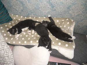 3 süße Katzenbabys suchen ein liebevolles Zuhause