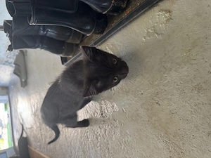 2 schwarze Kater abzugeben, 13 Wochen jung