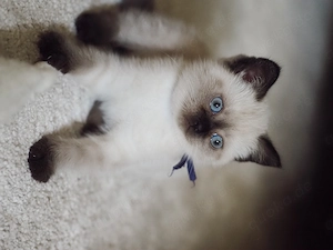Britisch Kurzhaar (BKH) Kitten Chocolate Point sucht liebevolles Zuhause 
