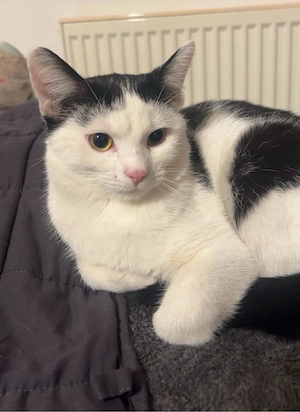 3 Kater suchen noch ein neues Zuhause