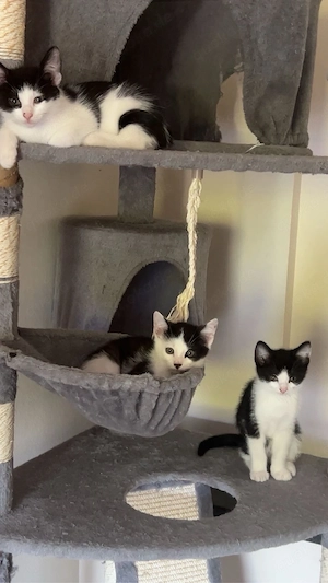 Russisch Blau Mix Kitten suchen noch ein neues Zuhause