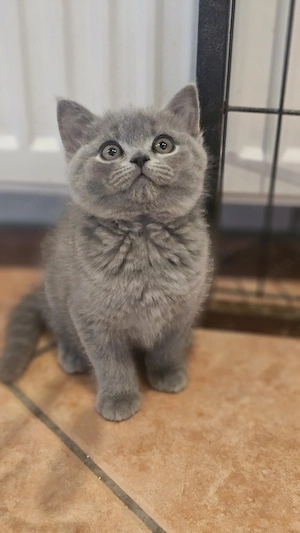 Britische Kurzhaar Kitten
