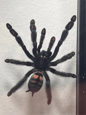 Psalmopoeus irminia slings
