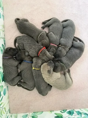 Cane Corso Welpen suchen ein liebevolles Zuhause