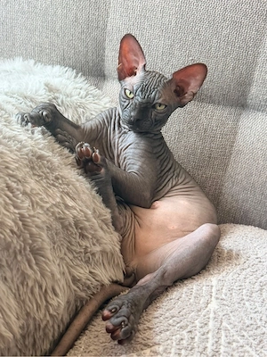 canadian sphynx junge. schwarz 