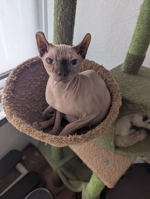 elf sphynx dame