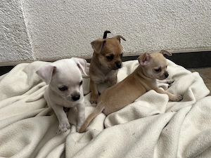 3 Chihuahua Welpen (Rüden)