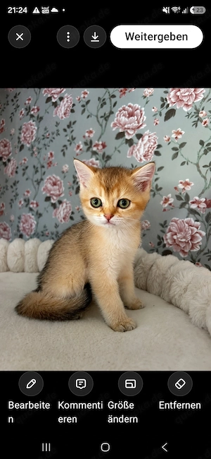 BKH Kitten