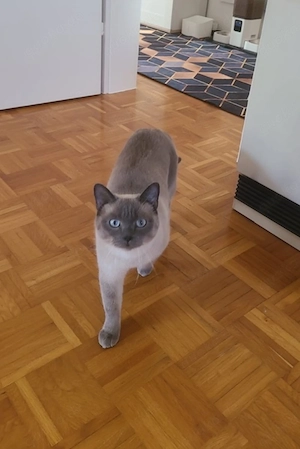 Kater. 1,5 Jahre alt 