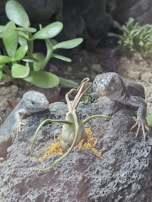 Perleidechse, 1.1 Timon lepidus melanistic