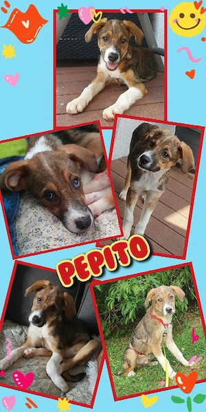 lieber, katzenverträglicher, menschenbezogener Welpenjunge "Pepito" sucht ein Zuhause