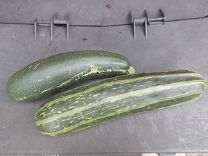 Welche stramme Sie ab 60 hat Lust auf Zuccini?