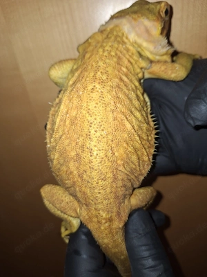 Dunner hypo trans leatherback het. WERO!!!