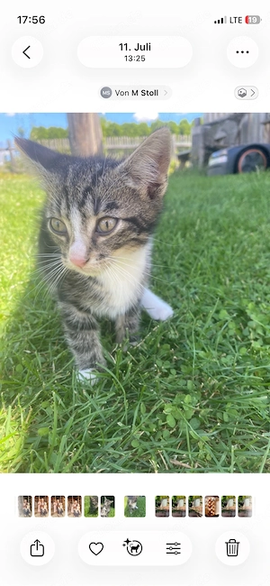 Kitten( Katze und Kater) 