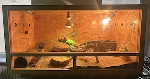 Bartagamen Weibchen (2 Jahre) & Männchen ( 5 Monate ) inkl. Terrarium,Futter,Deko und Futternapf usw
