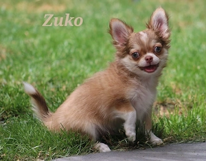 Bezaubernde Chihuahua Welpe 