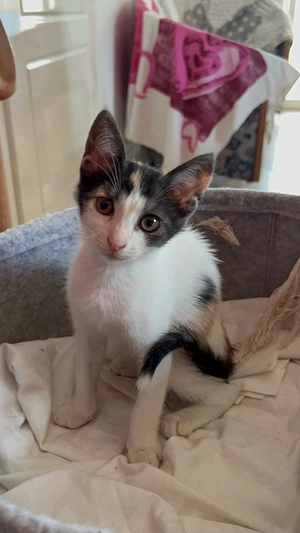 Zuhause oder Pflegestelle gesucht für Jacky 