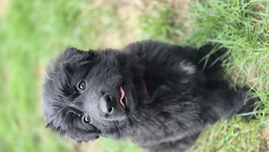 Langhaar Schäferhund Welpe DJ sucht