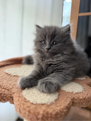 bkh blh katze 