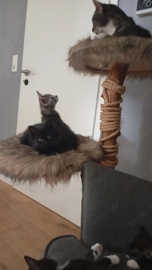 Drei süße Kitten suchen ein liebevolles Zuhause   