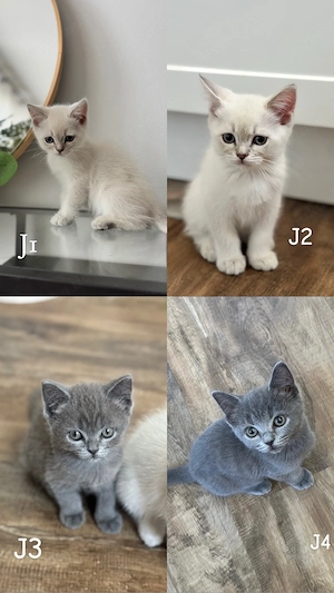 BKH Kitten Abholbereit