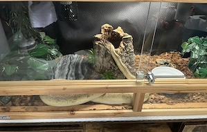 Königspython (Python regius) männlich, 3 Jahre, mit komplett ausgestattetem Terrarium 