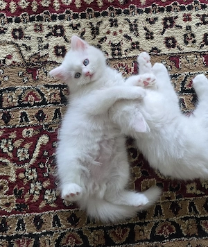 Perser kitten