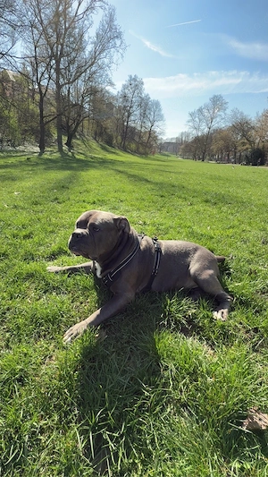 American Bully XL 