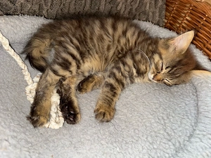 kater Abzugeben 