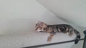 Kuschel Tiger  Glücks Katze 