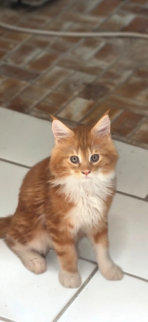 Maine Coon Kater und Katze dürfen ausziehen 