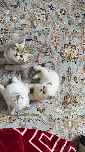 BKH kitten